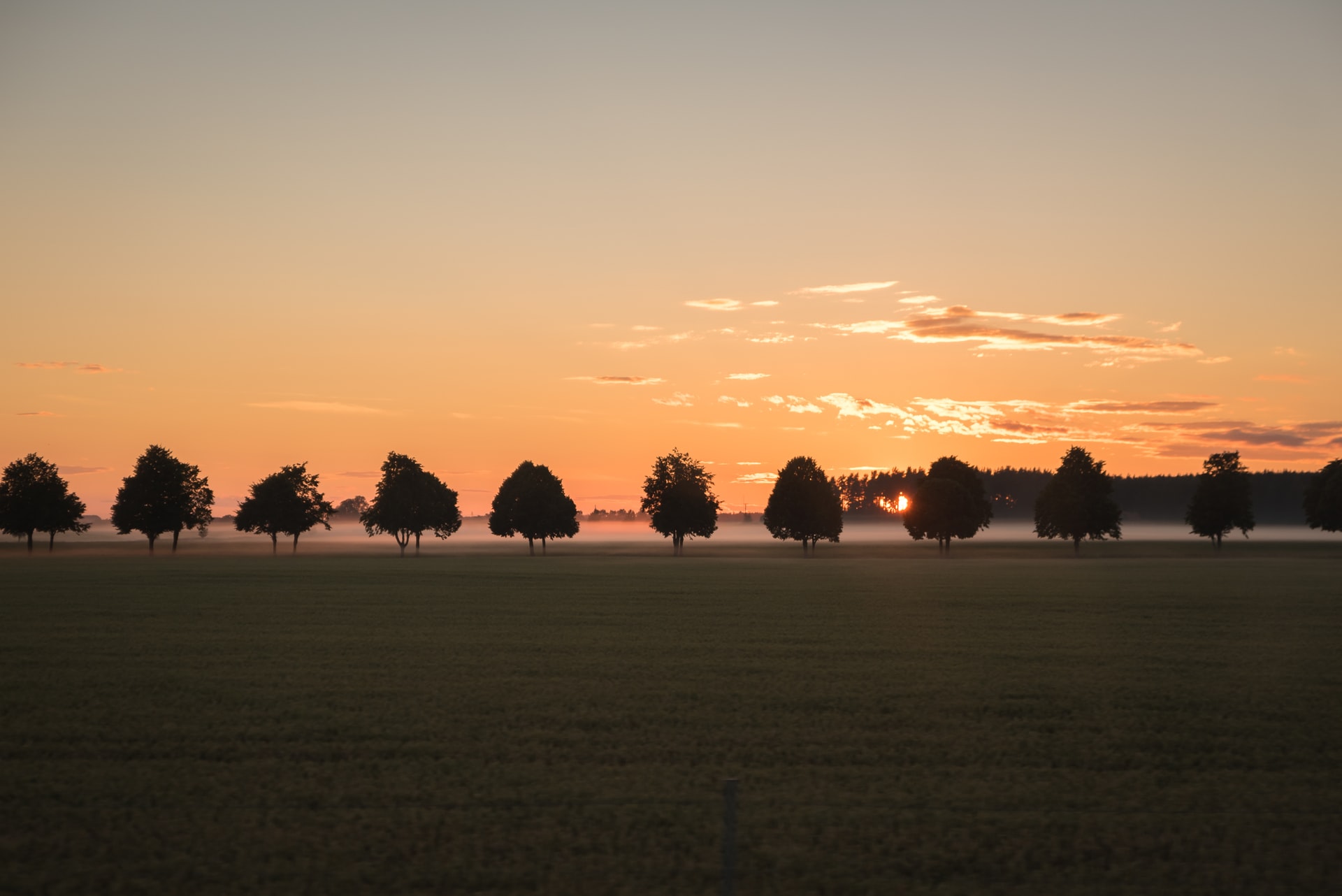 Trees and sunset